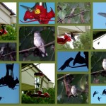 Hummingbirds Walgreens Photo Collage