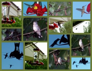 Hummingbirds Walgreens Photo Collage