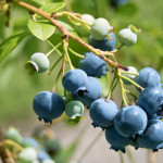 Groupon:  Grow Your Own Blueberries